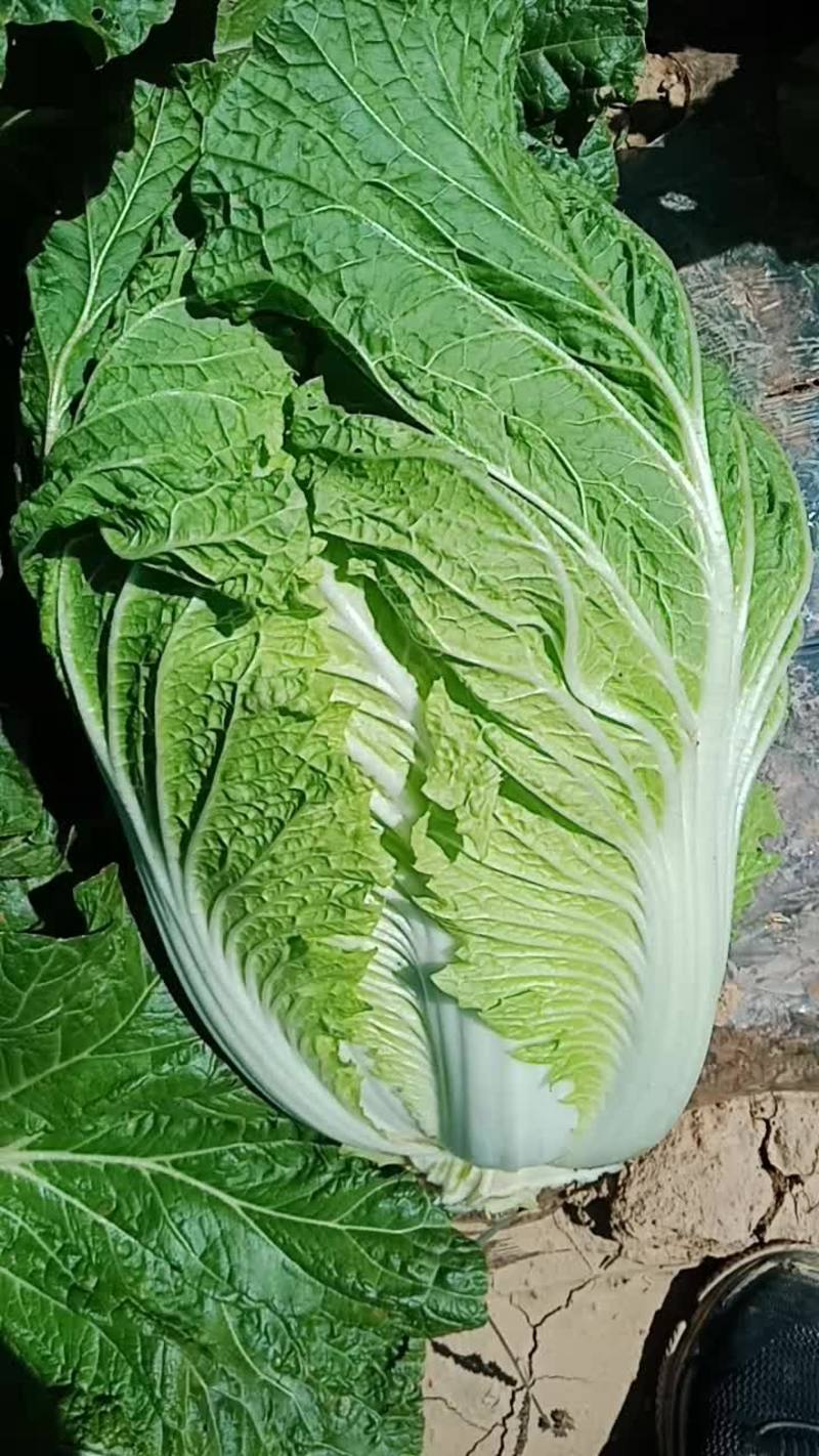固原蔬菜批发(固原蔬菜水果批发市场)