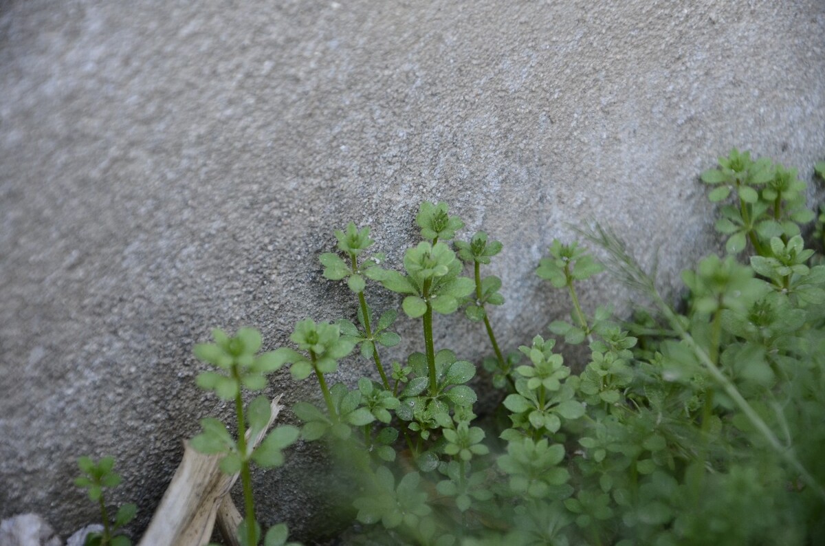 墙边草图片(墙边花草图片)