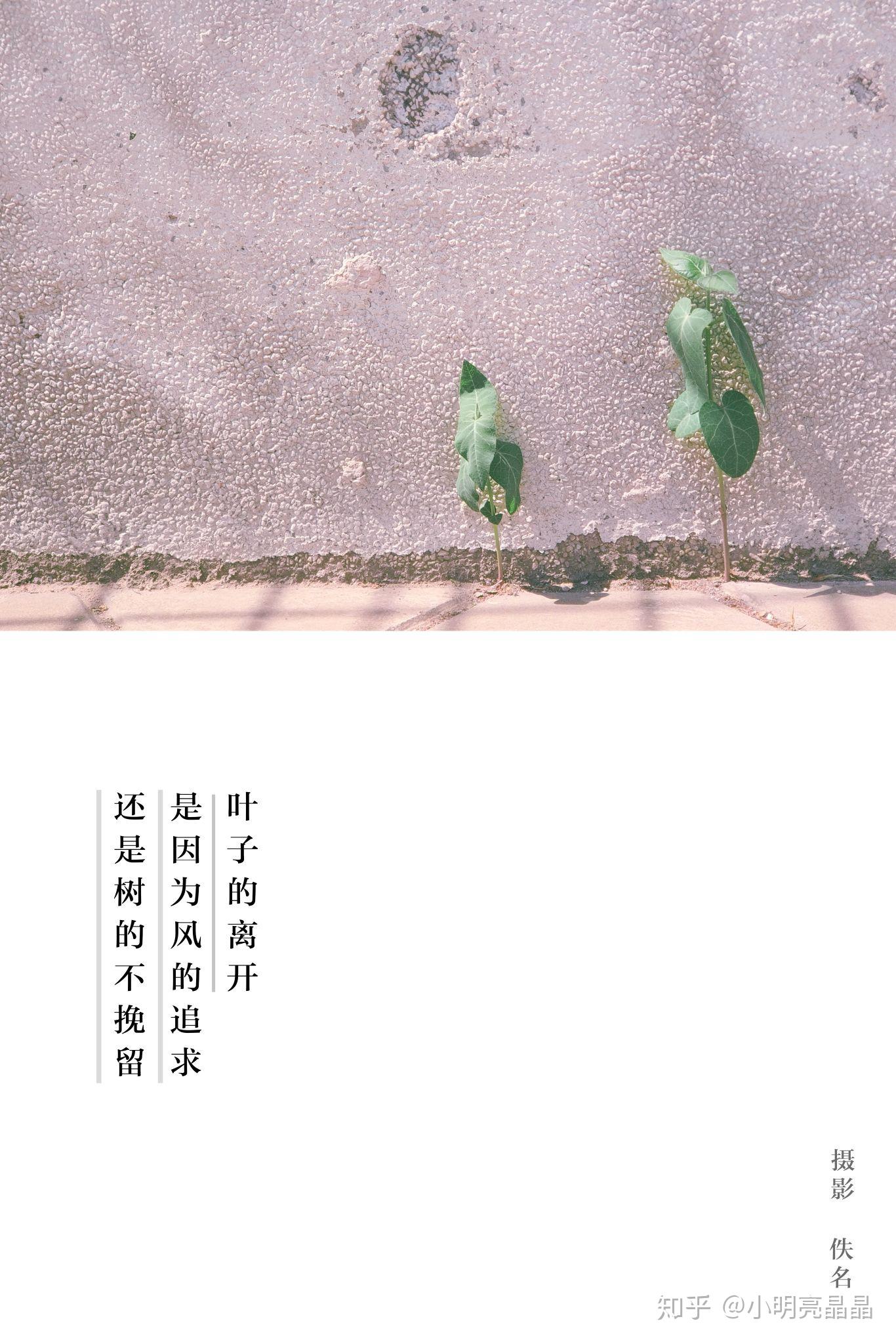 墙边草图片(墙边花草图片)