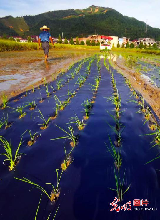 水田种植技术(水田种植技术要点)