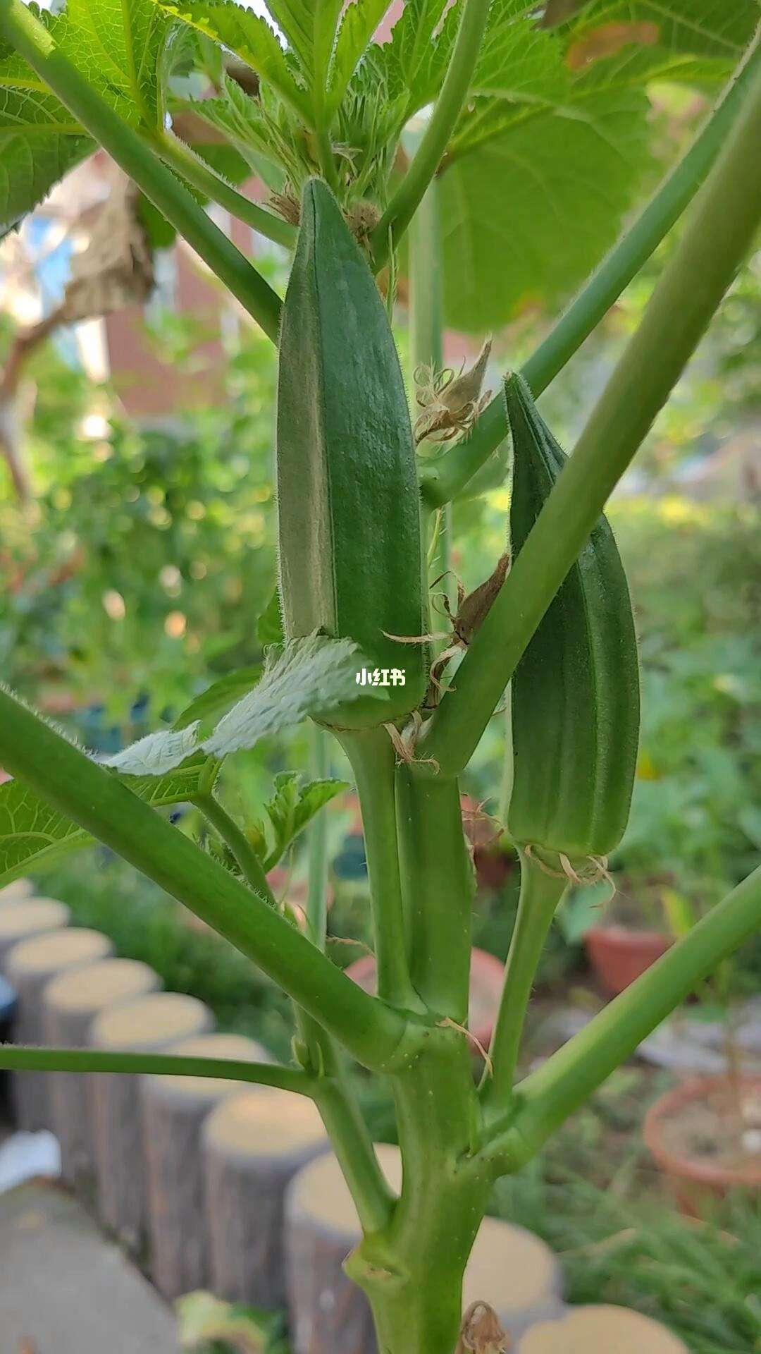 7月能种秋葵吗(7月能种秋葵吗北方)