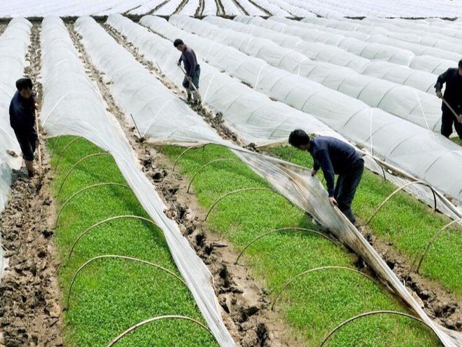 水稻的旱种技术(水稻旱地种植技术)