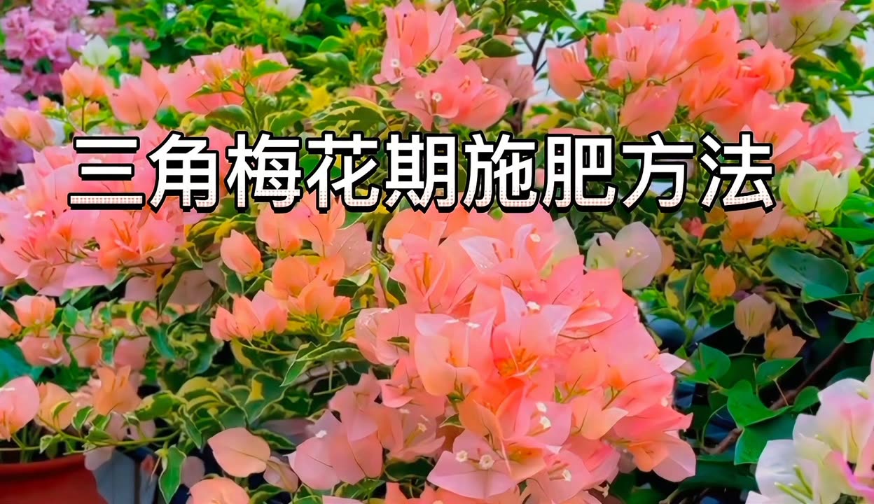 花期施肥吗(植物花期能不能施肥)