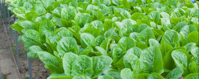 10月份适合种植什么菜(10月份种什么菜比较适合)