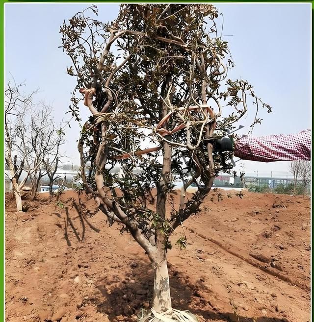 石榴树栽种方法(石榴树的栽种方法)