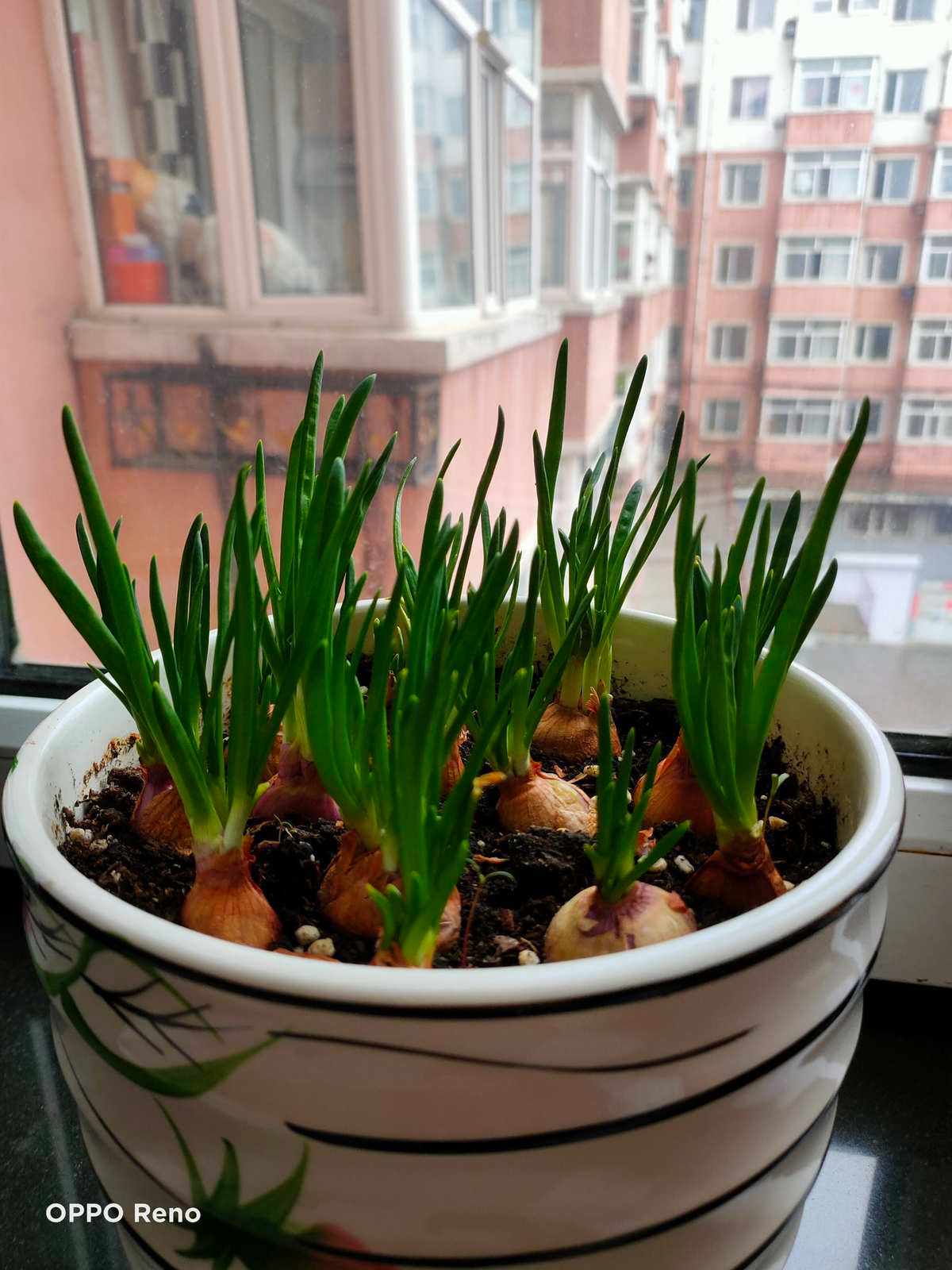 洋葱什么时间育苗最佳(洋葱什么时间育苗最佳呢)
