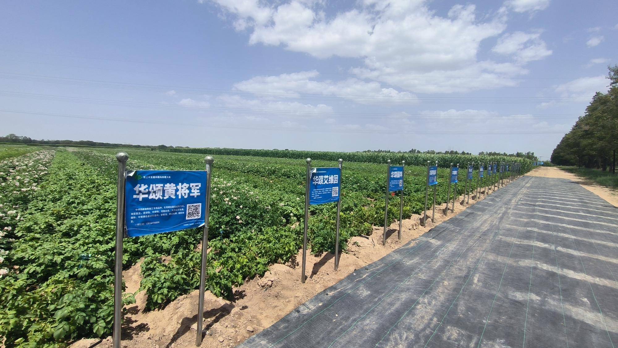 内蒙古土豆种植时间(内蒙古土豆种植时间段)