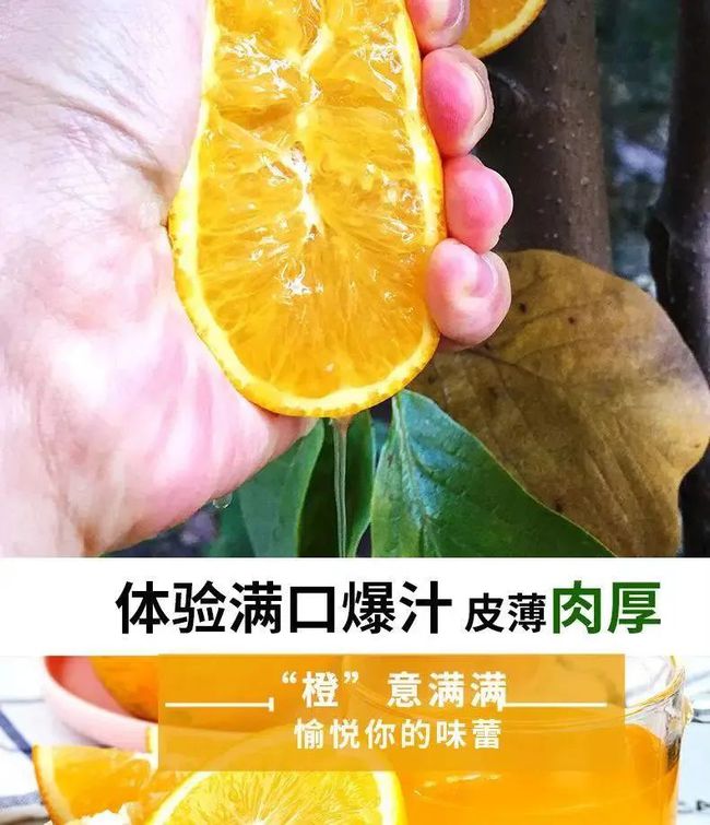 橙储存方法(橙怎样保存时间长)