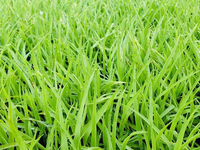 河东区合胜水稻种植专业合作社(河东区合胜水稻种植专业合作社电话)