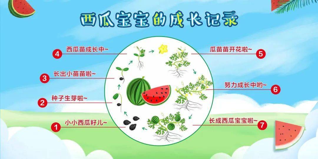瓜类蔬菜栽培技术(瓜类蔬菜设施栽培特点)