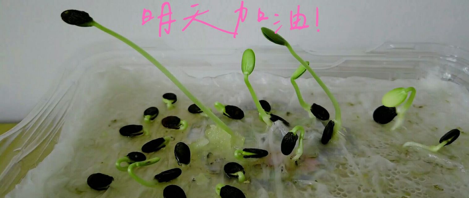 干西瓜种子怎么种(西瓜种子晒干后能种吗)