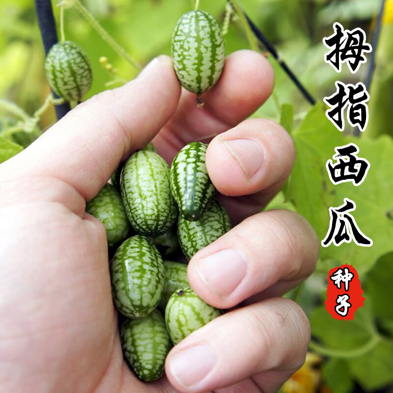 干西瓜种子怎么种(西瓜种子晒干后能种吗)
