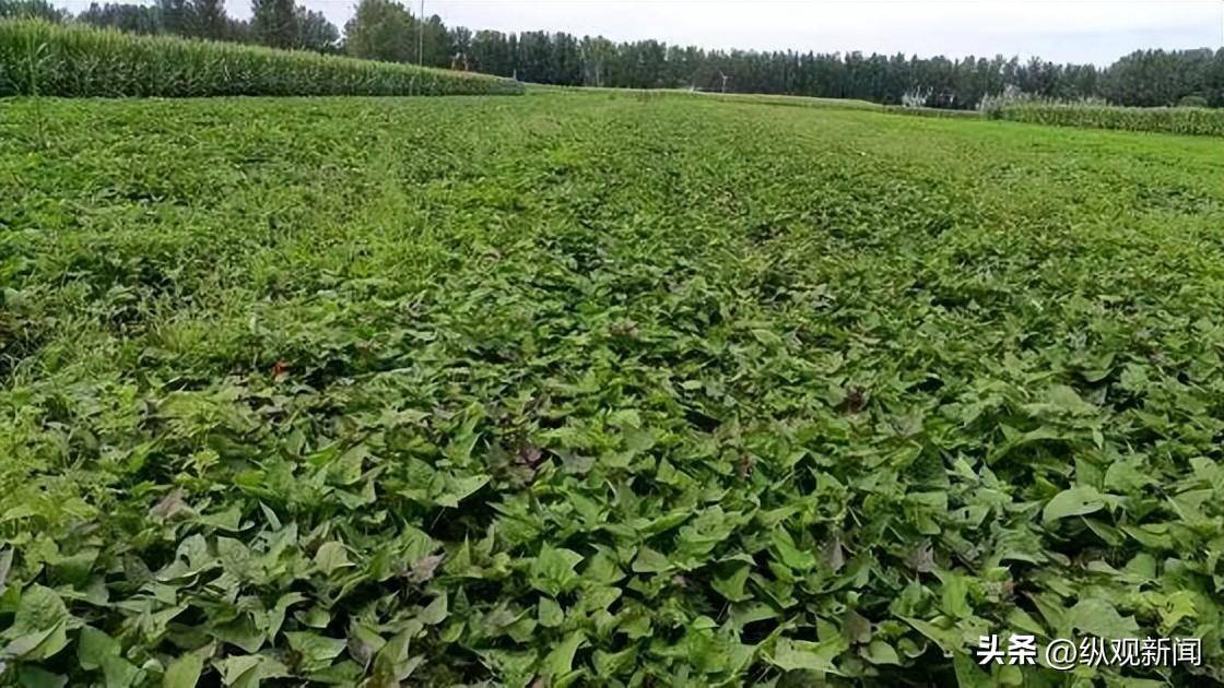 红薯种苗种植方法和技术(红薯种苗种植方法和技术要点)