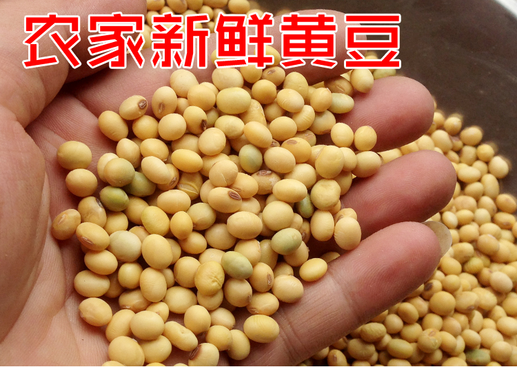 黄豆农家自种(在家种黄豆)