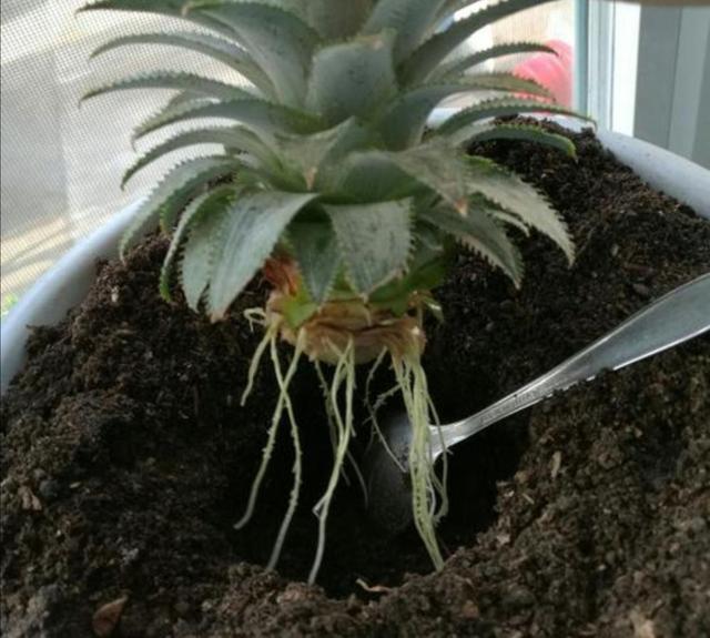 菠萝头怎么种植(菠萝头怎么种植方法视频)