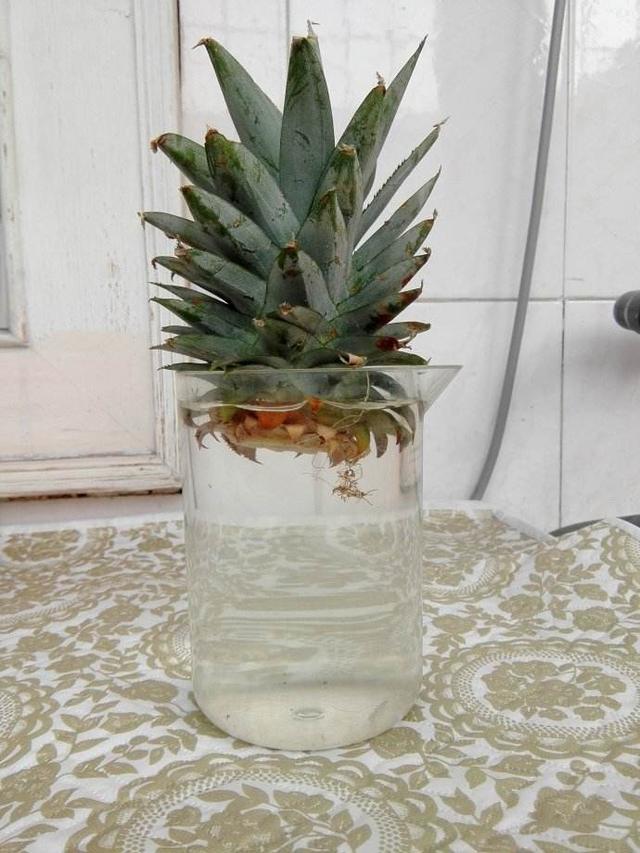 菠萝头怎么种植(菠萝头怎么种植方法视频)