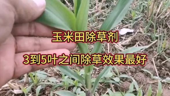 除草剂除草效果(最好的除草剂是哪种)