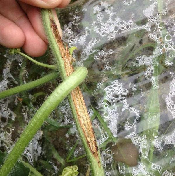 种植西瓜(种植西瓜的土壤要求)