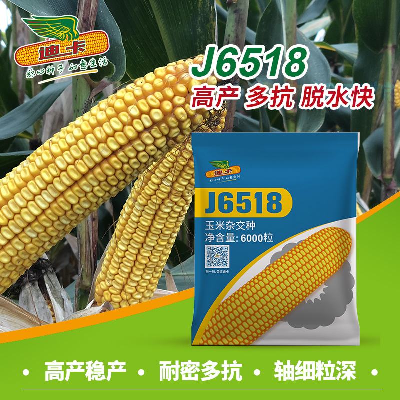 cm670玉米种子简介(mc670玉米种子审定公告)