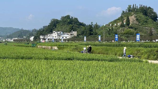 水稻田还能种什么(水稻田还能种什么植物)
