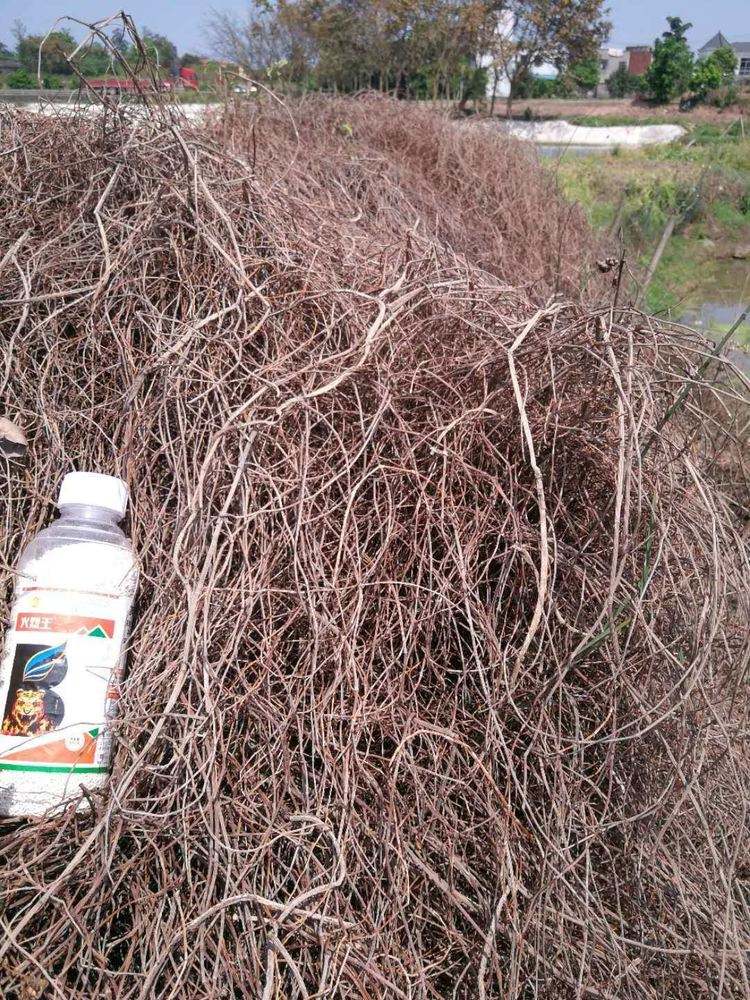 用火除草效果好吗(火除草的优点与缺点)