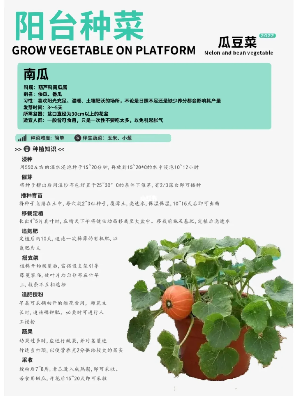 种南瓜的日记(种南瓜的日记200字)