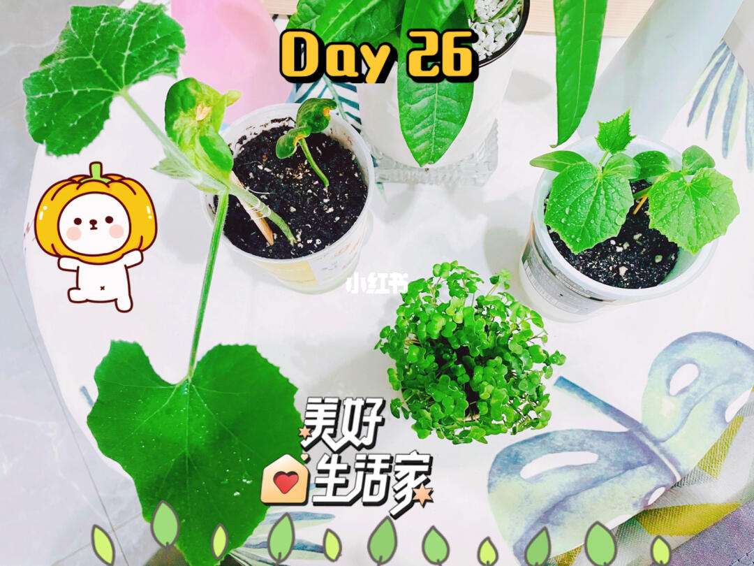 种南瓜的日记(种南瓜的日记200字)