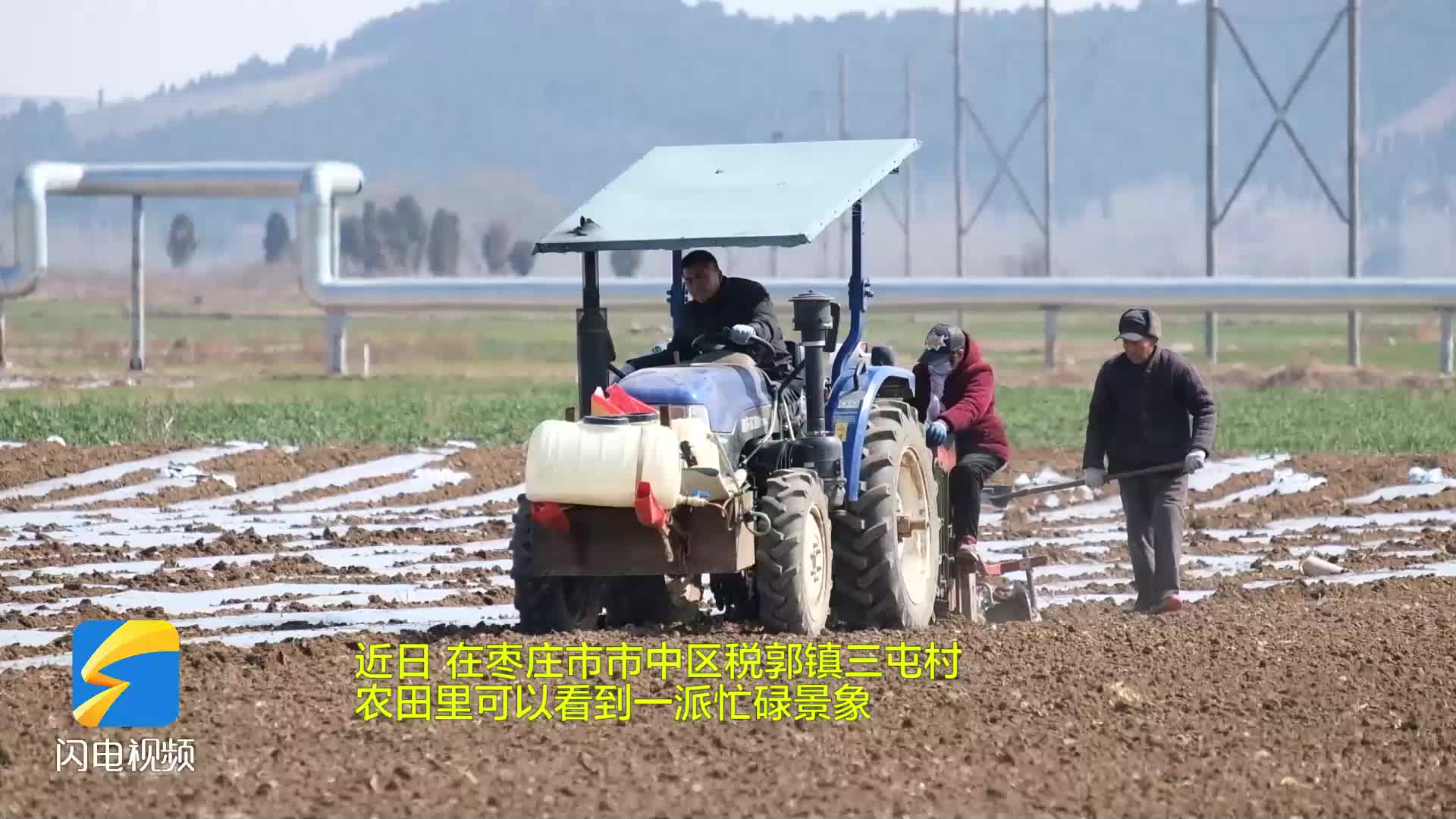 土豆亩播种量(土豆亩播种量多少)