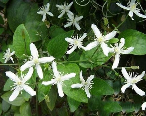 农村什么草可以去湿气(农村常见祛湿草药 湿气)