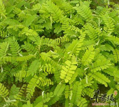 渗骨草的作用(渗骨草的作用和功效)