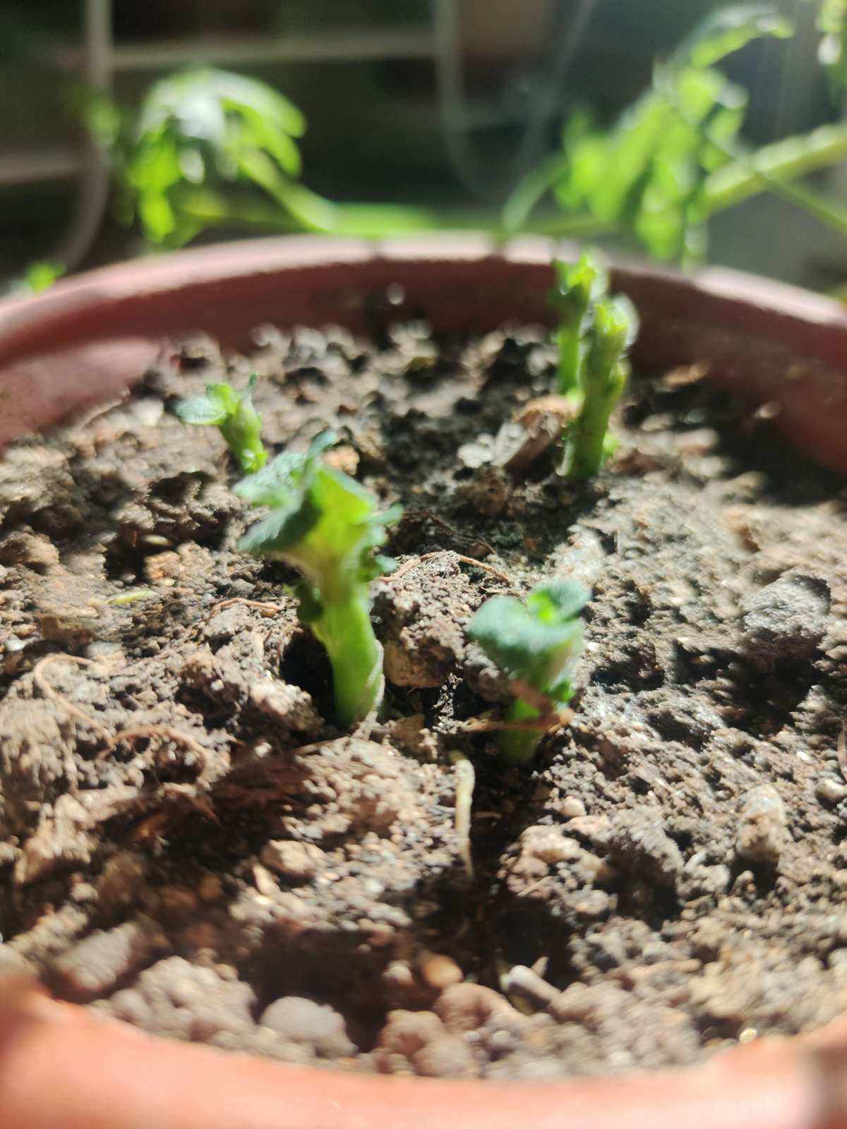 南方土豆种植方法(南方土豆种植方法全过程视频)