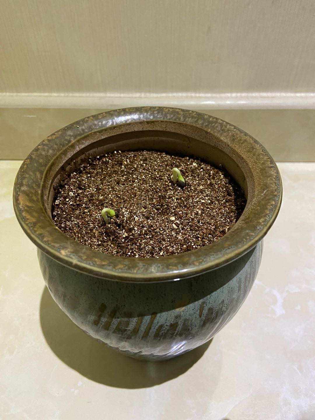 秋葵的苗是什么样子的(秋葵的苗是什么样子的呢)