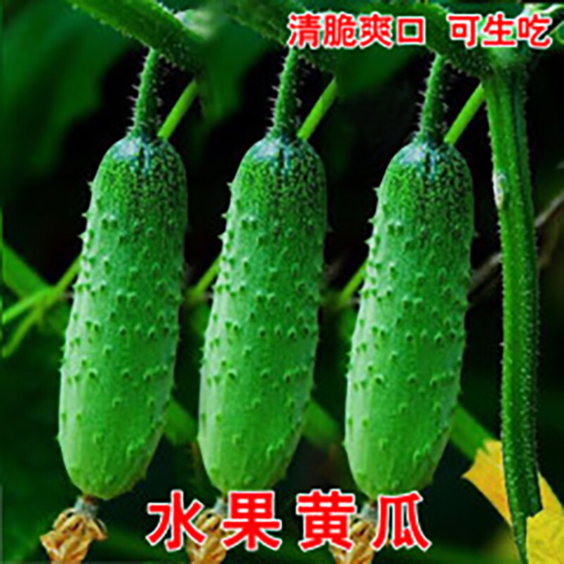黄瓜什么季节种植(黄瓜几月份育苗最好)