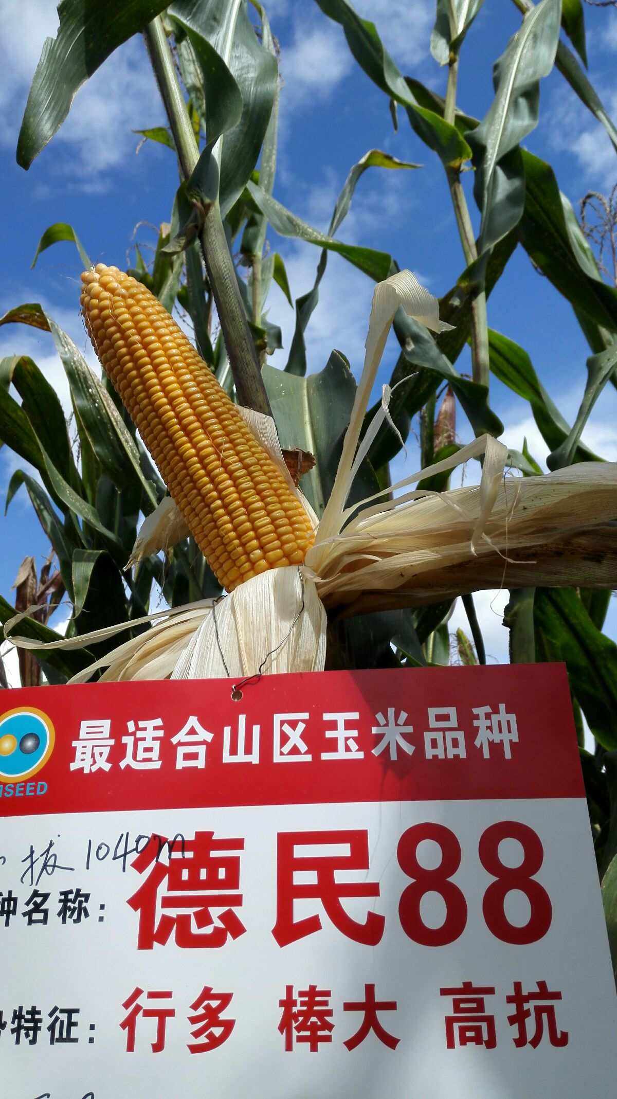 德单1403玉米品种视频(德单123玉米种好不好抗倒吗)