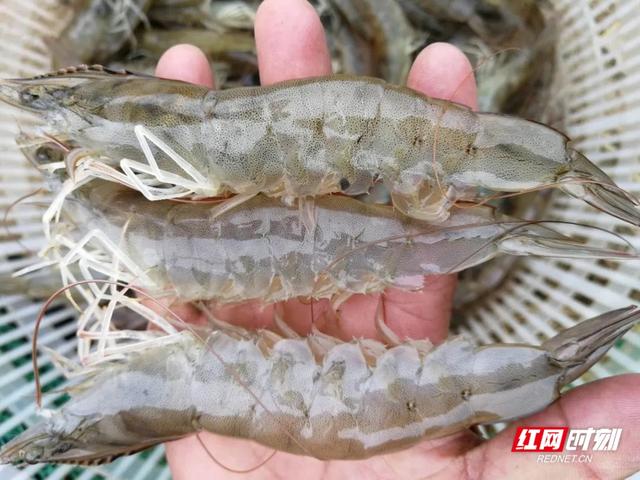 室内淡水养殖南美白对虾(室内淡水养殖南美白对虾能活吗)