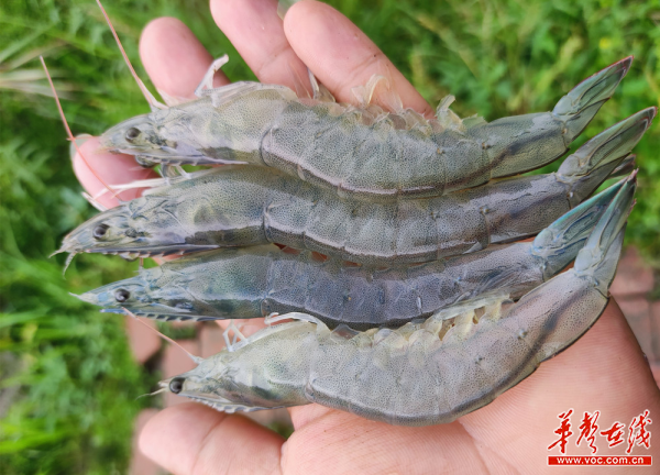 室内淡水养殖南美白对虾(室内淡水养殖南美白对虾能活吗)