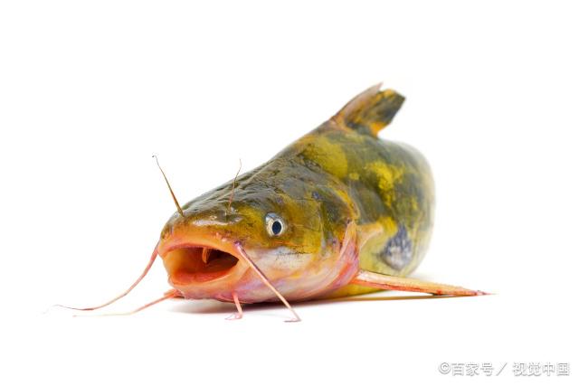黄骨鱼的黄骨鱼养殖技术(黄骨鱼好养吗?怎么价格?)