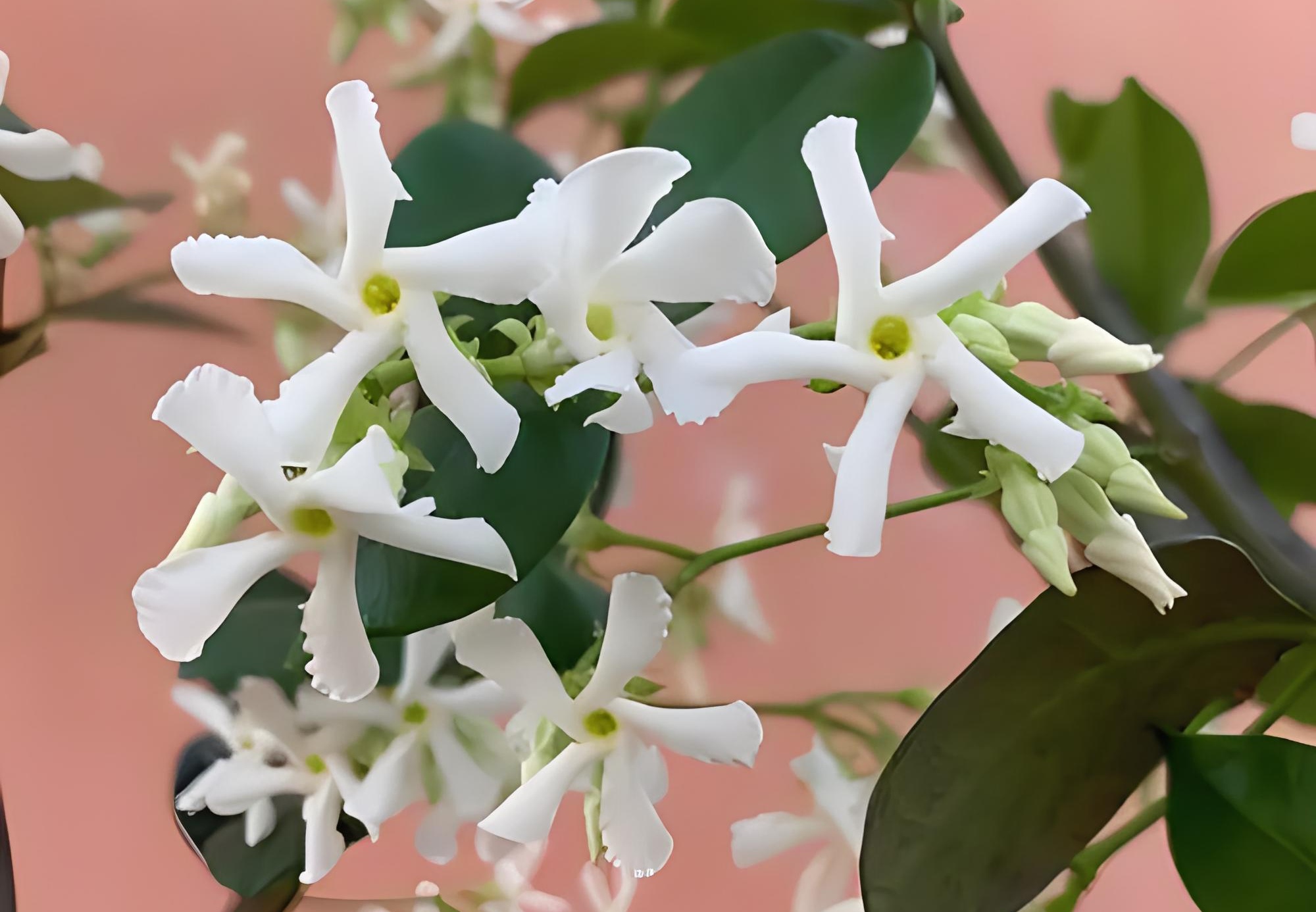 风车茉莉怎样施肥(风车茉莉施肥怎样的肥)