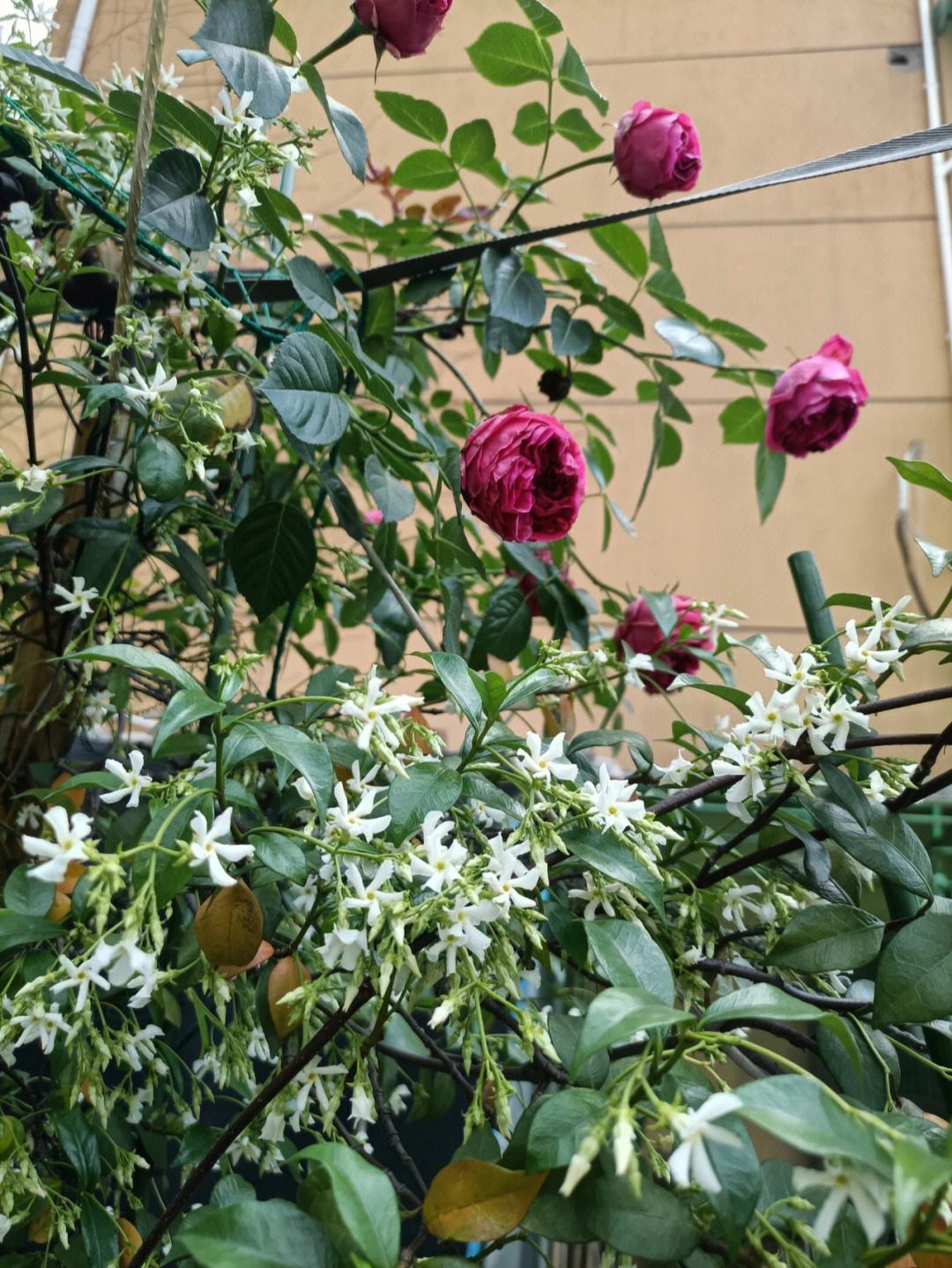 风车茉莉怎样施肥(风车茉莉施肥怎样的肥)