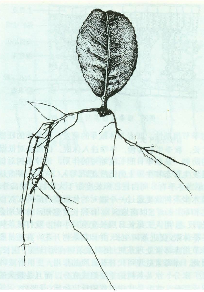 茶树插枝种植方法(无花果插枝种植方法)