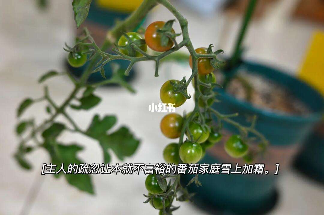 西红柿怎么育苗方法(西红柿育苗最简单方法)