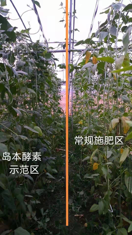 吃豆角叶子有什么好处(吃豆角叶子有什么好处和坏处)