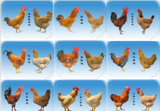 包含肉鸡饲养,肉鸡养殖的方法,,1.24,2,中,方法词的词条