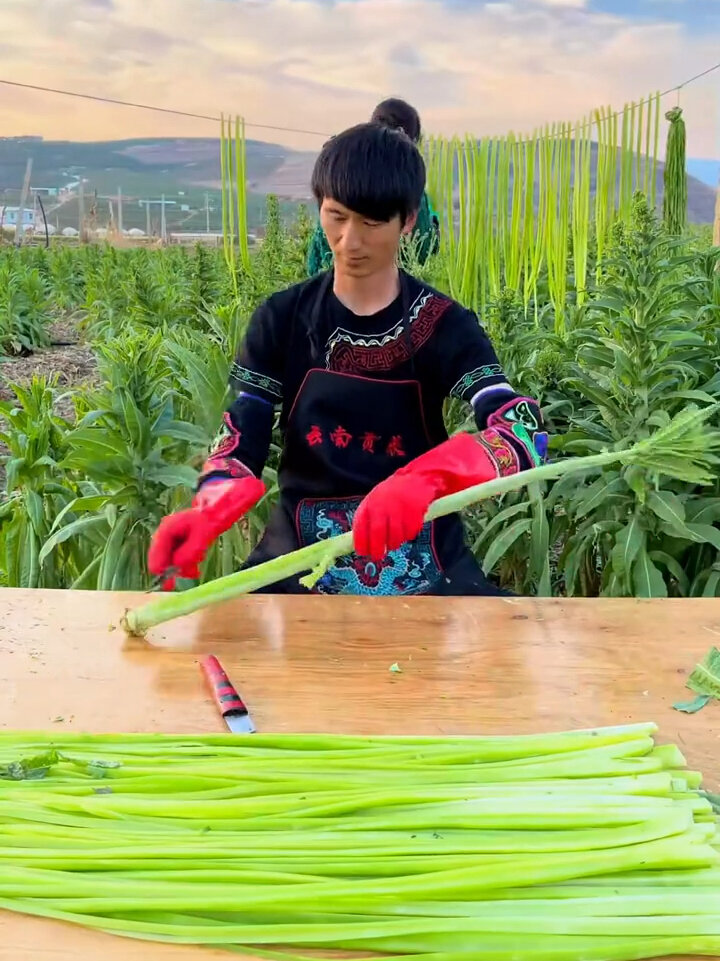 贡菜的栽培方法(贡菜种植技术视频)
