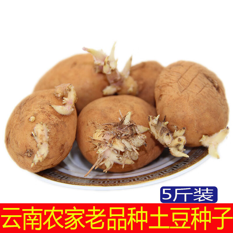 马铃薯种子的价格(马铃薯种子的价格是多少)