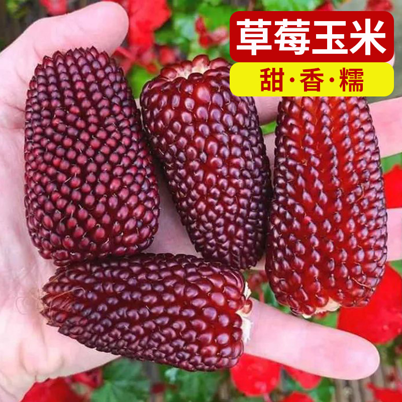 菠萝玉米的种植方法和时间(菠萝玉米的种植方法和时间图片)