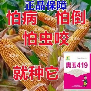 春玉米种子夏播能用吗(春玉米种和夏玉米种的区别)