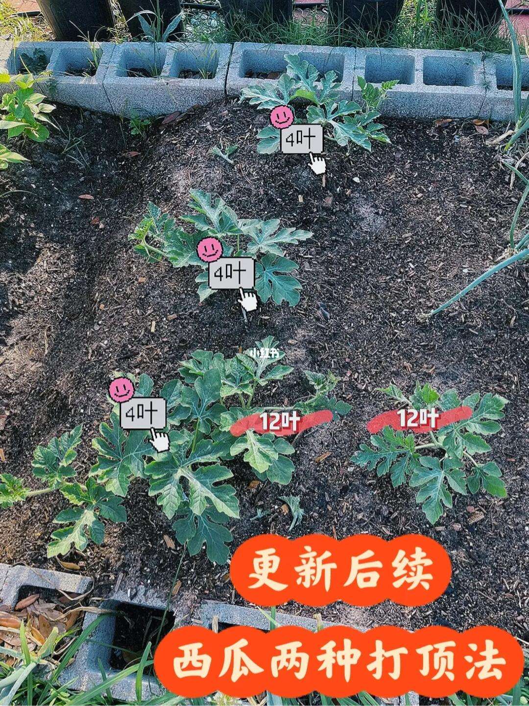 秋季西瓜栽培技术(西瓜栽培技术管理要点)