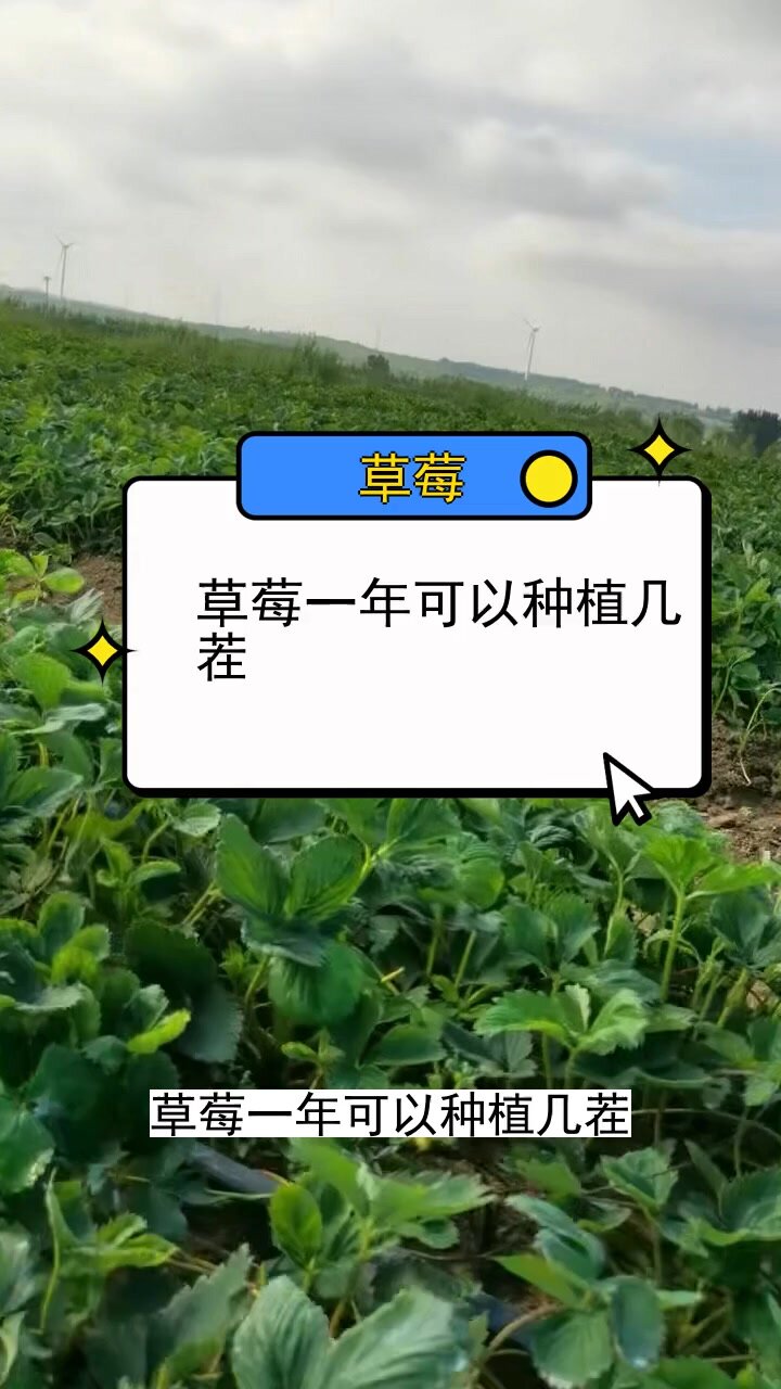 草莓可以连茬种植吗(草莓可以一直种下去吗)
