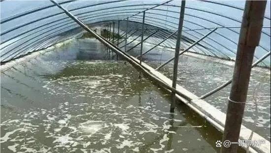 水产养殖阴雨天能补什么菌(水产养殖阴雨天能补什么菌类)